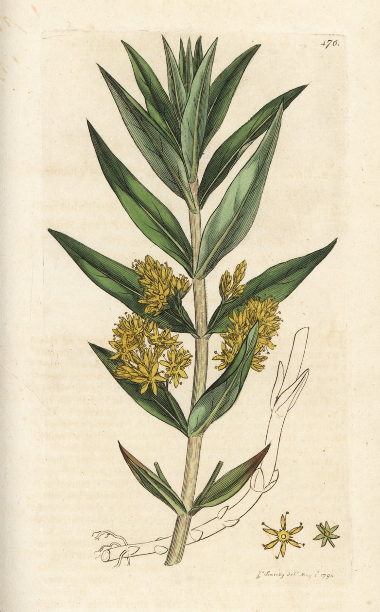 Tufted loosestrife, Lysimachia thyrsiflora. Håndfarvet kobberstik af James Sowerby fra James Smith