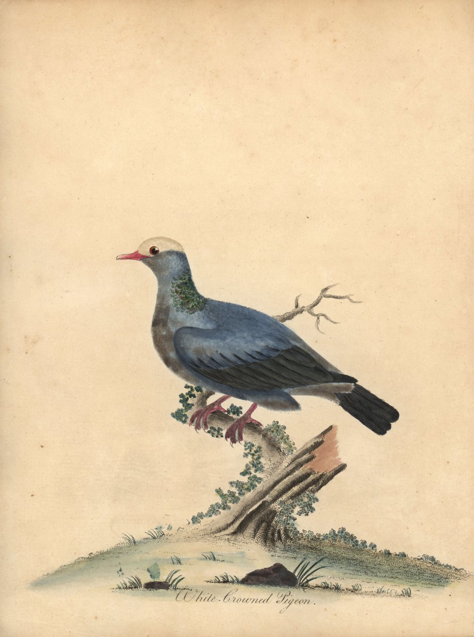 Hvidkronet due, Patagioenas leucocephala. Nær truet. (Columba leucocephala) Håndfarvet kobberstik af en illustration af William Hayes fra Portraits of Rare and Curious Birds from the Menagery of Osterly Park. af William Hayes