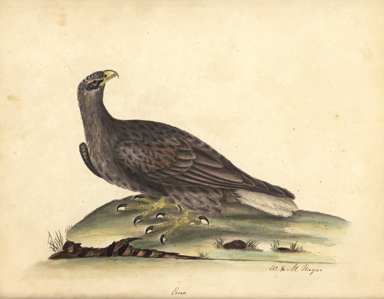 Havørn, Haliaeetus albicilla (Erne, Aquila albicilla). Håndfarvet kobberstik af en illustration af William Hayes og hans datter M (Matilda) fra Portraits of Rare and Curious Birds from the Menagery of Osterly Park, London: B af William Hayes