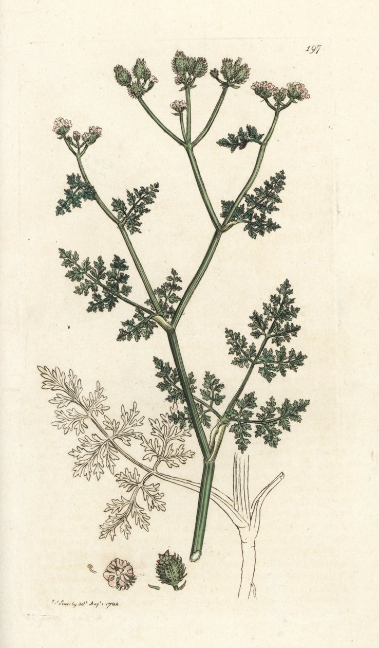 Hvid blondeblomst, Orlaya grandiflora (Lille caucalis eller basardpersille, Caucalis daucoides). Håndfarvet kobberstik af James Sowerby fra James Smith
