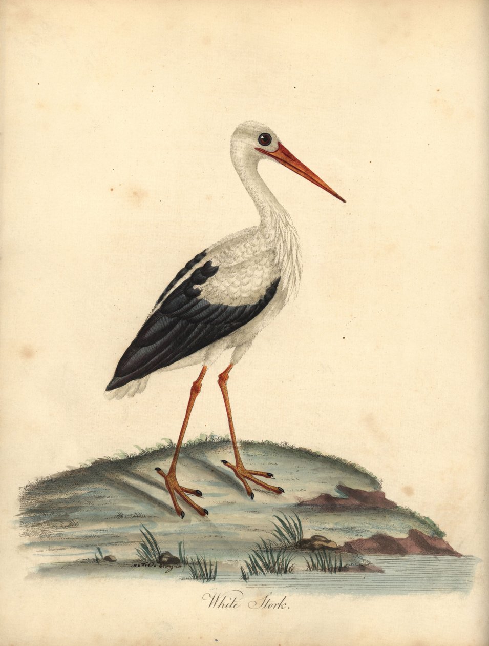 Hvid stork, Ciconia ciconia. (Ardea ciconia) Håndfarvet kobberstik af en illustration af William Hayes og Matilda Hayes fra William Hayes