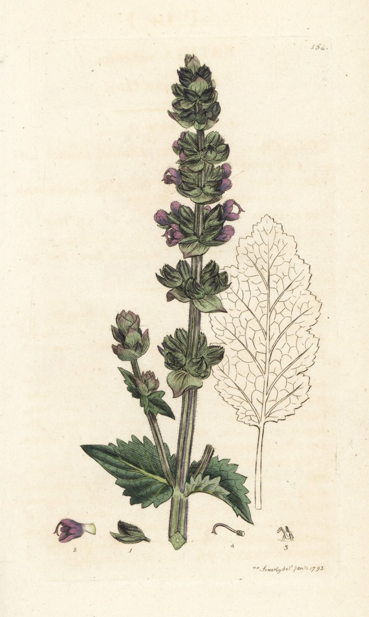 Vild engelsk clary, Salvia verbenaca. Håndfarvet kobberstik af James Sowerby fra James Smith