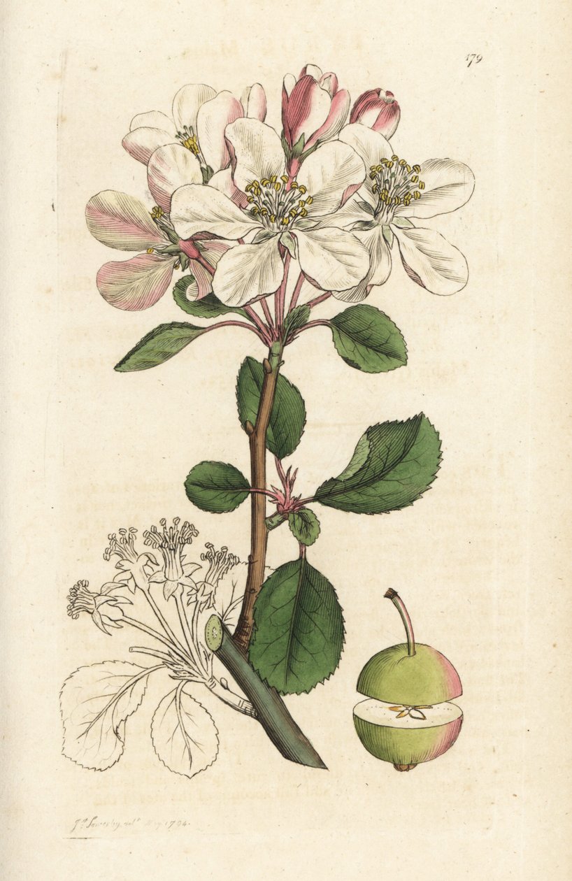 Vildt æble eller krabbetræ, Malus domestica (Pyrus malus). Håndfarvet kobberstik af James Sowerby fra James Smith