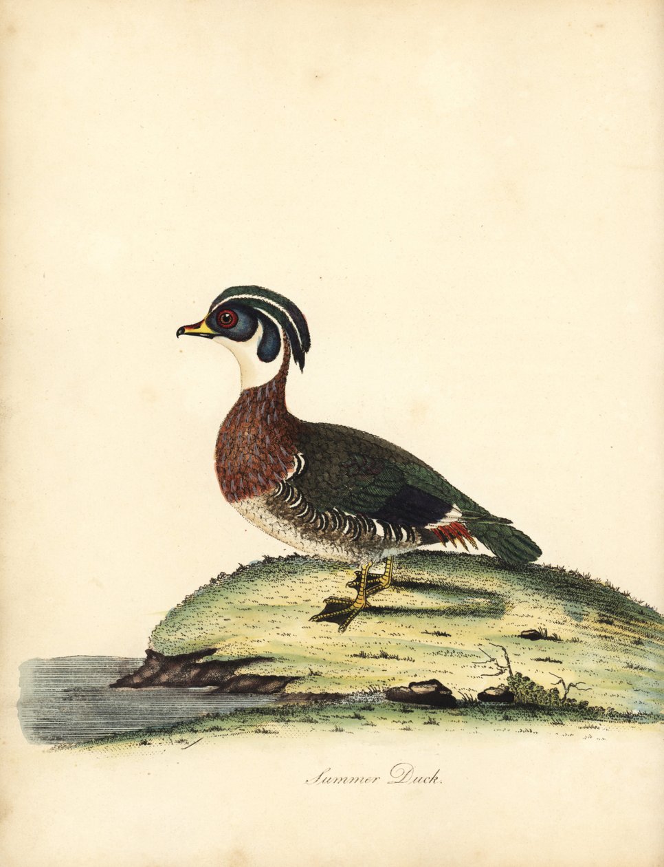 Skovand, Aix sponsa. (Sommerand, Anas sponsa.) Håndfarvet kobberstik af en illustration af William Hayes fra Portraits of Rare and Curious Birds from the Menagery of Osterly Park (London: Bulmer af William Hayes