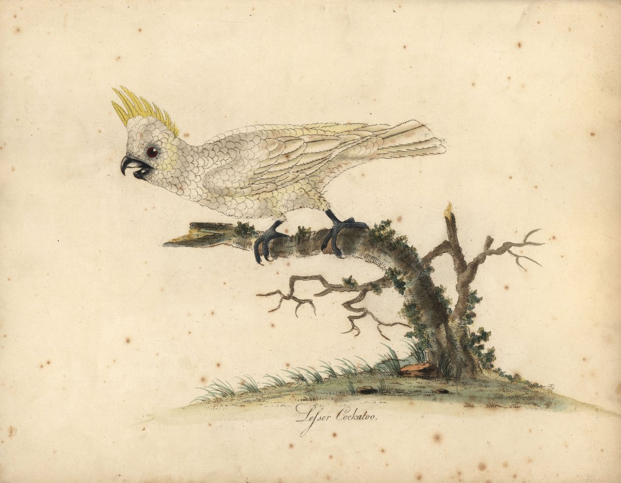 Kakadue, Cacatua sulphurea Kritisk truet. (Lesser white cockatooo) Håndfarvet kobberstik af en illustration af William Hayes fra Portraits of Rare and Curious Birds from the Menagery of Osterly Park. af William Hayes