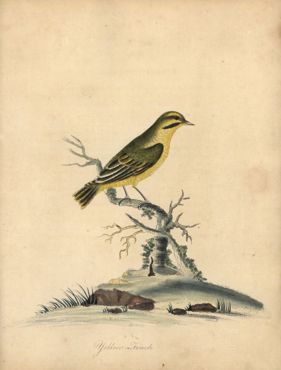 Gulfinke, Fringilla butyracea. uddøde? Håndfarvet kobberstik af en illustration af William Hayes fra Portraits of Rare and Curious Birds from the Menagery of Osterly Park (London: Bulmer af William Hayes