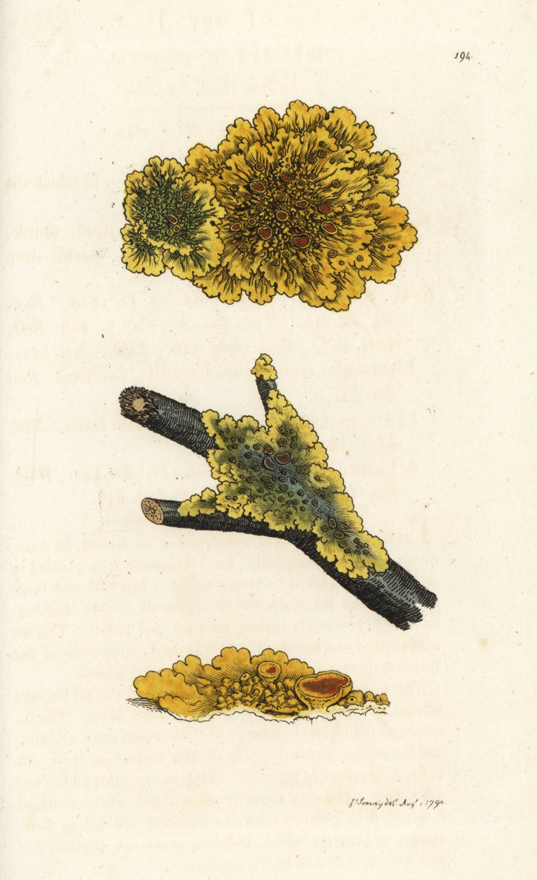 Gul væglav, Lichen parietinus. Håndfarvet kobberstik af James Sowerby fra James Smith