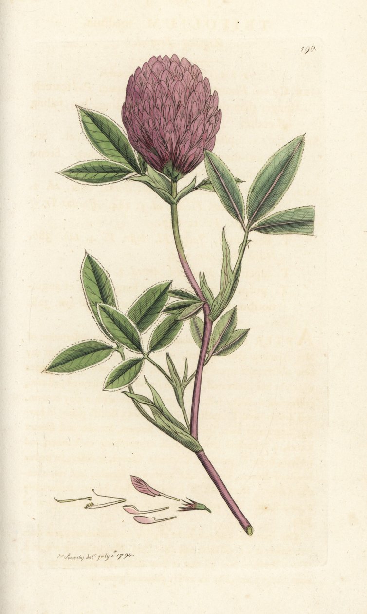 Zigzag kløver eller trefoil, Trifolium medium. Håndfarvet kobberstik af James Sowerby fra James Smith