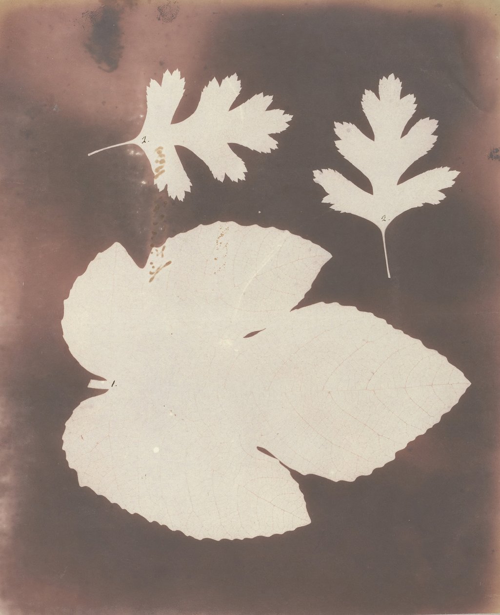1. Figenblad. 2. Hvidt Tornblad, 1839. af William Henry Fox Talbot