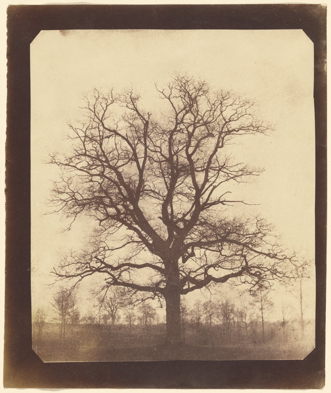 [Et egetræ om vinteren] af William Henry Fox Talbot