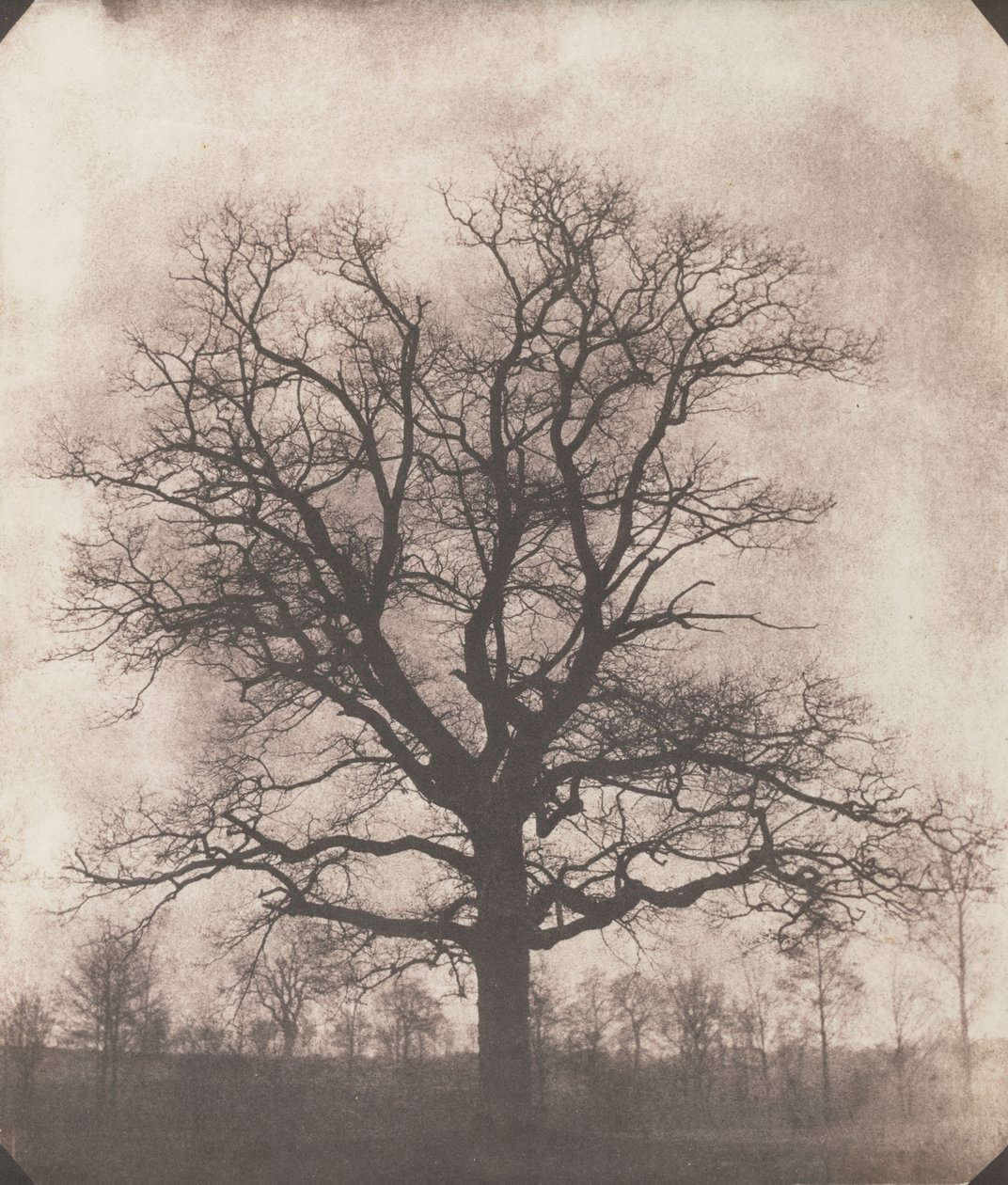 Et egetræ om vinteren, ca. 1892-93 (kalotype negativ) af William Henry Fox Talbot