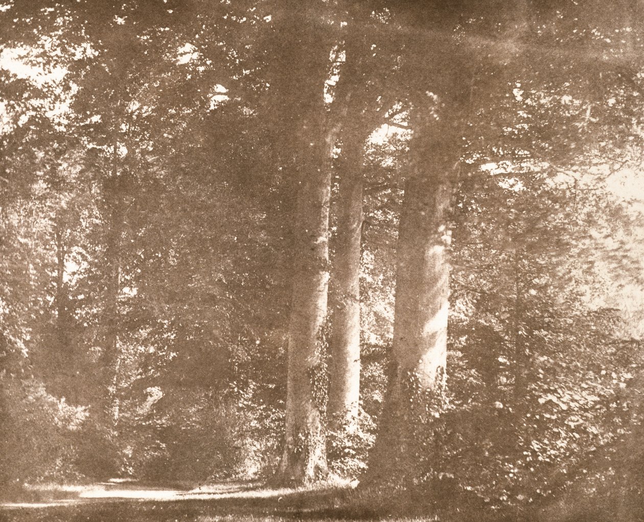 Beech Trees, Lacock Abbey, ca. 1844 (sepia foto) af William Henry Fox Talbot