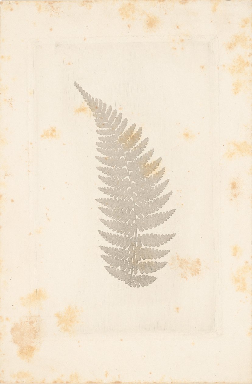 [Far] af William Henry Fox Talbot