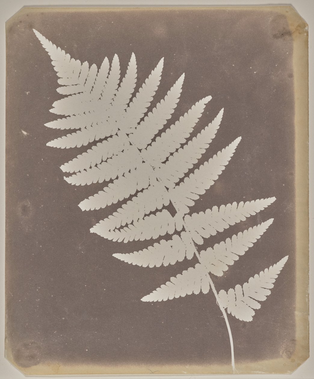 [Bregne] af William Henry Fox Talbot