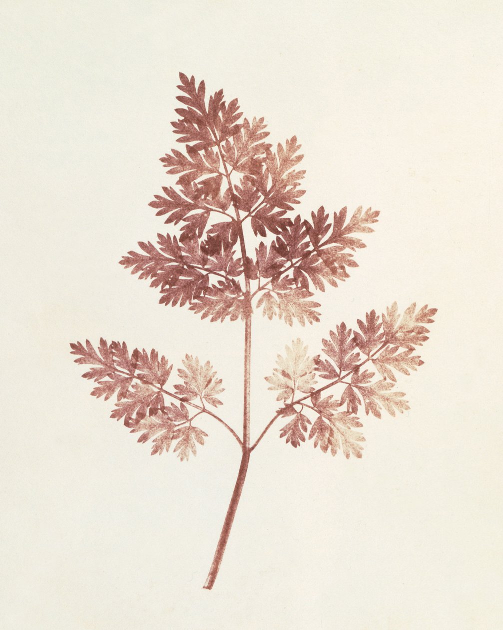 Blade af blade, 1843 af William Henry Fox Talbot