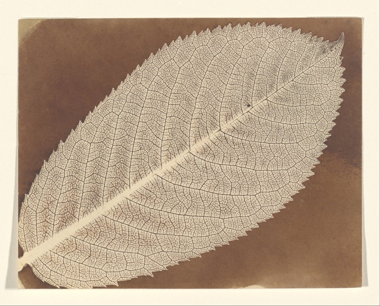 [Blad] af William Henry Fox Talbot