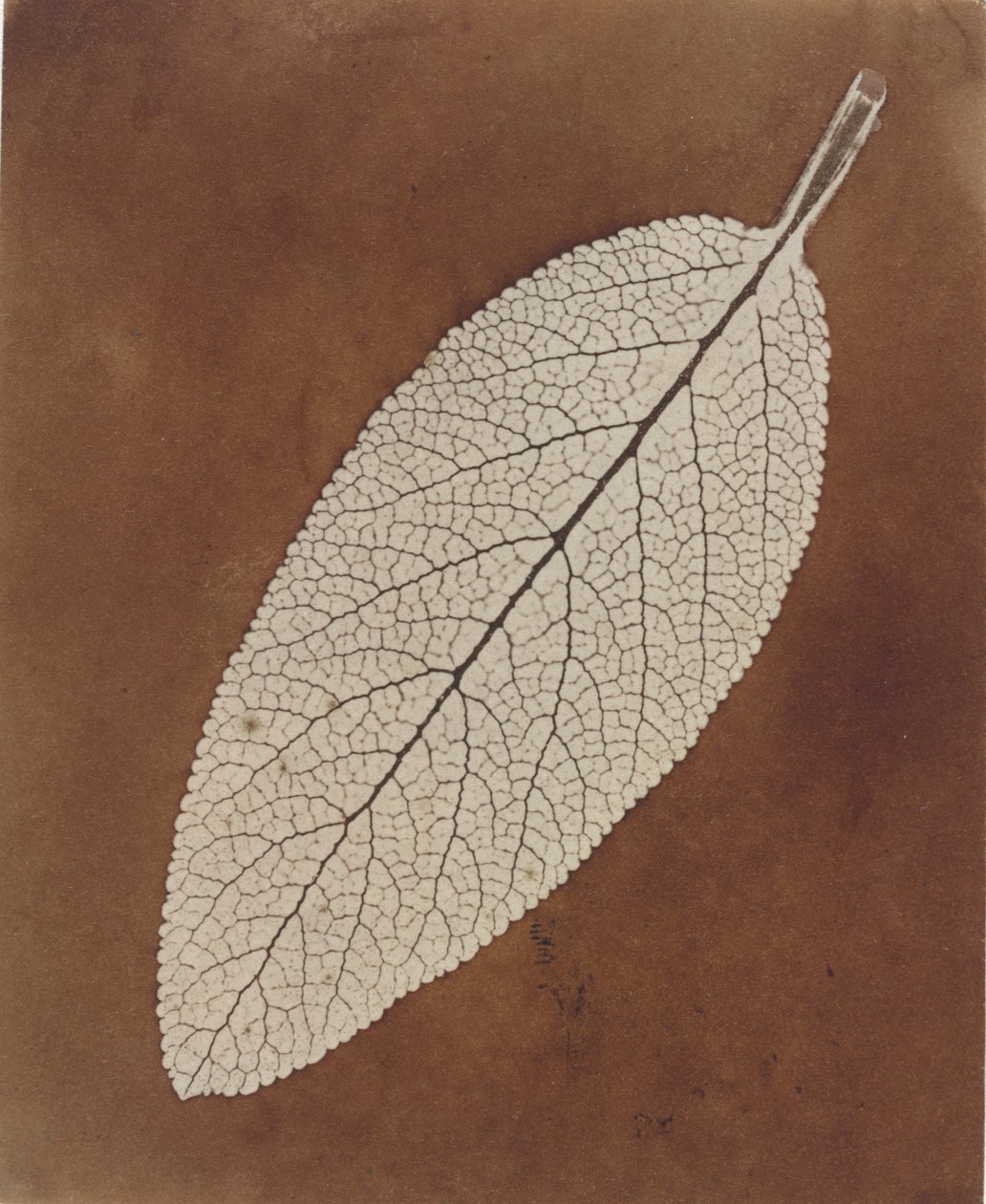 Bladstudie, 1839/1840 (foto) af William Henry Fox Talbot