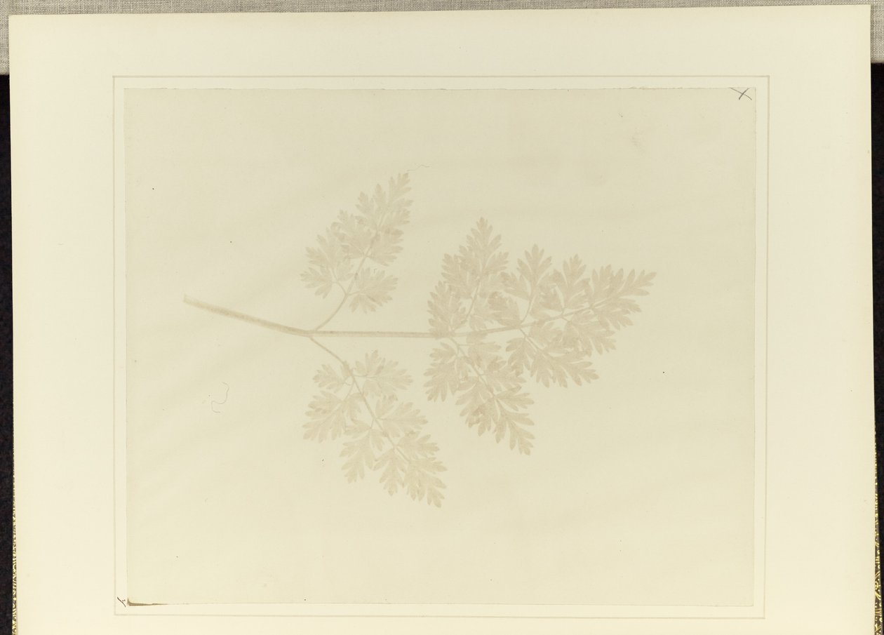 Blad af en plante af William Henry Fox Talbot