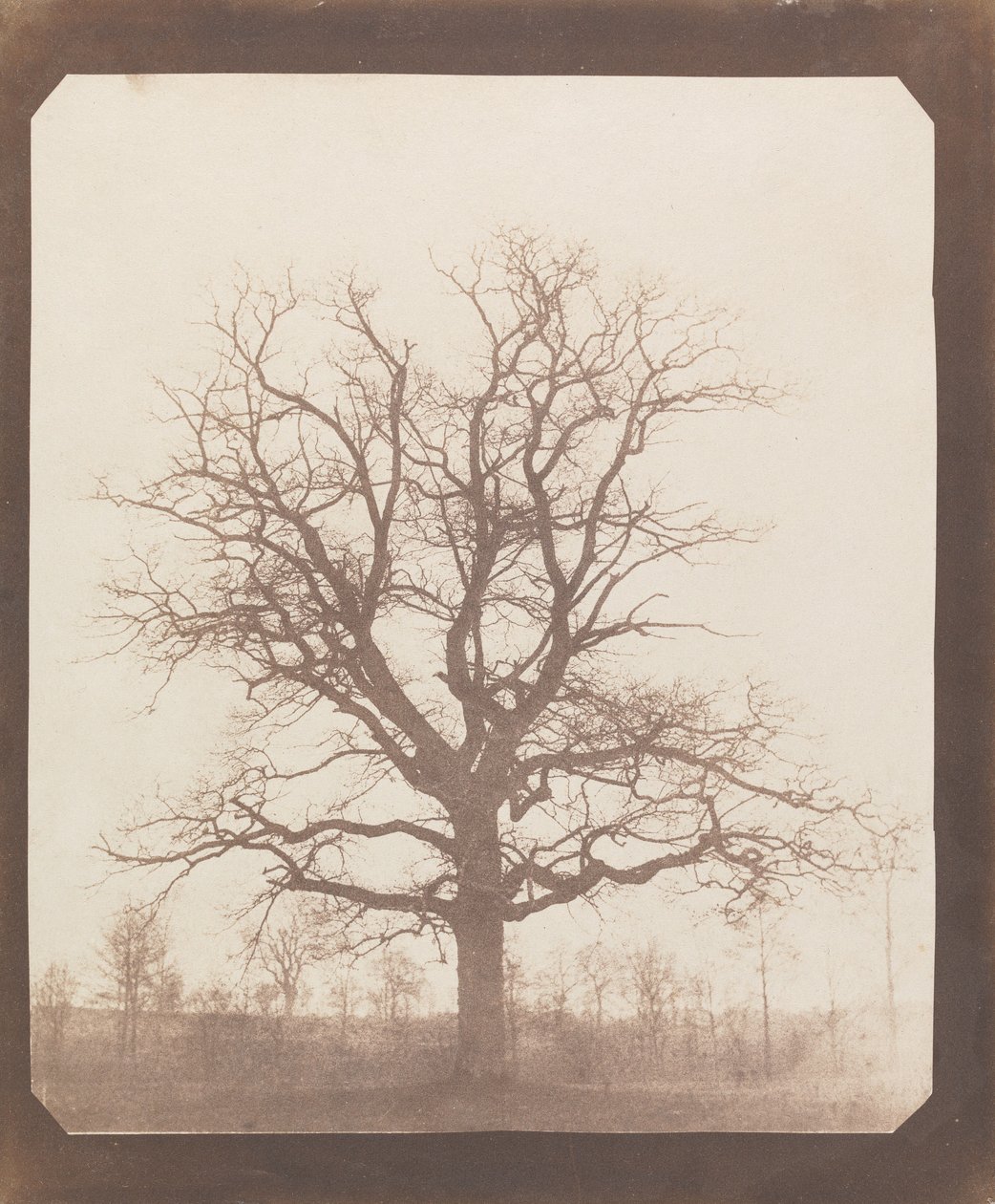 Egetræ om vinteren af William Henry Fox Talbot