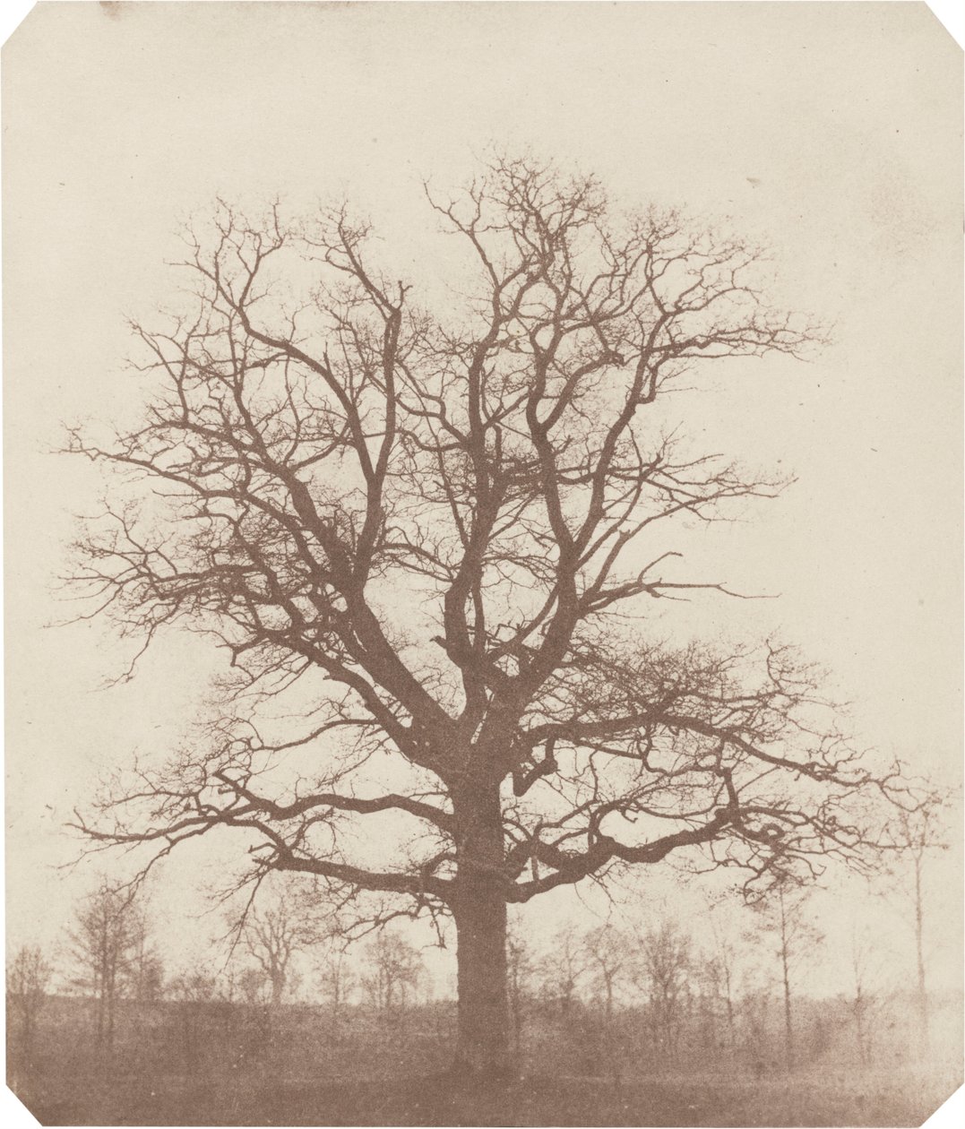 Egetræ, midt i 1840