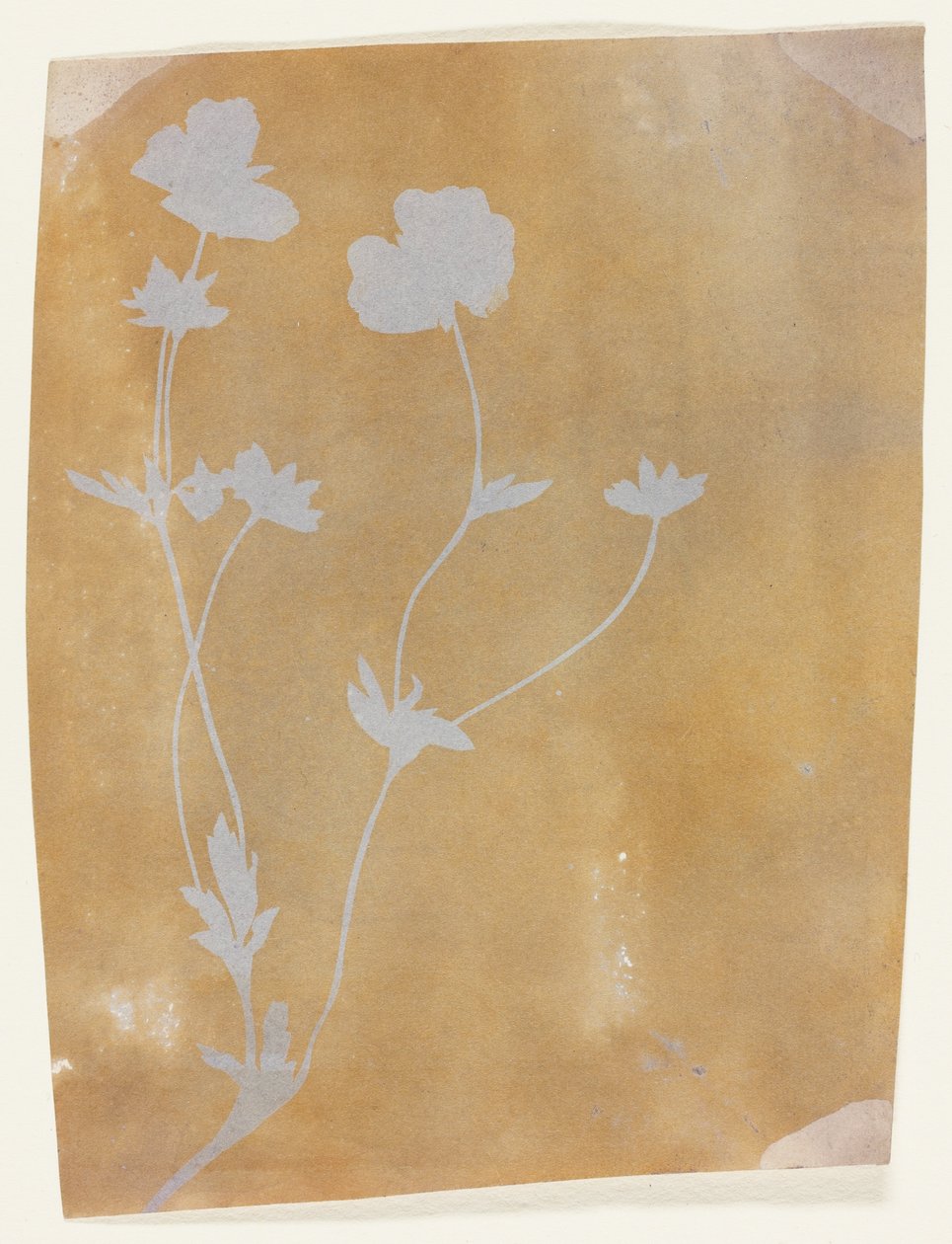 Stængel af blade og blomster af William Henry Fox Talbot