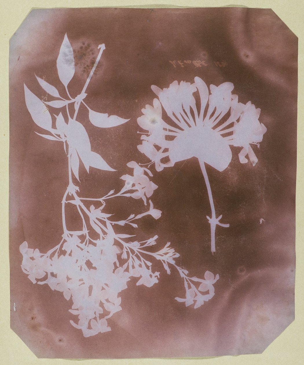 To planteeksemplarer af William Henry Fox Talbot