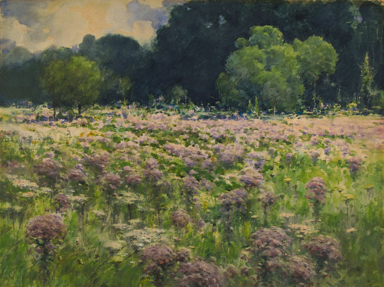 Field of Joe Pie Weeds Pride of the Meadow, n.d. af William Henry Holmes
