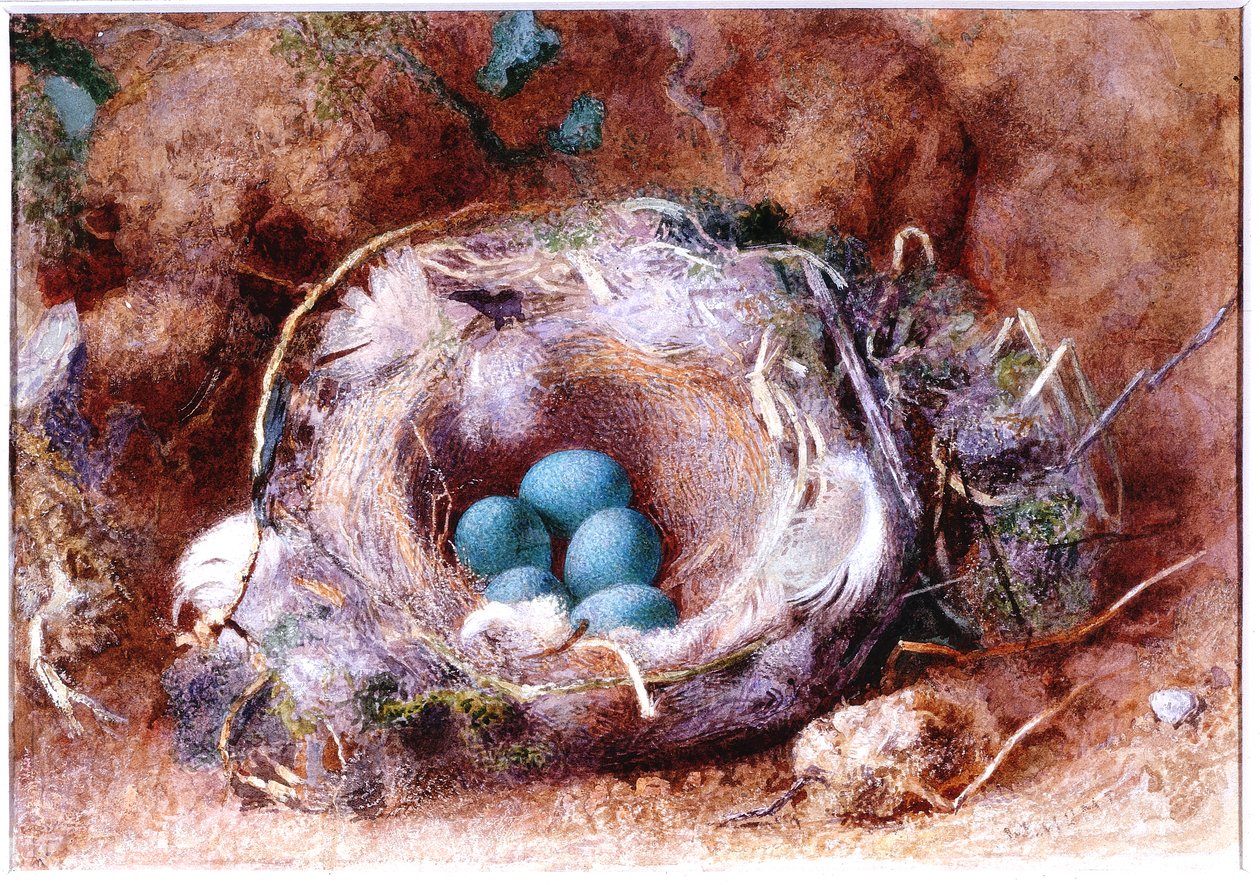 Fuglerede, omkring 1825-1850 (Akvarel og gouache) af William Henry Hunt