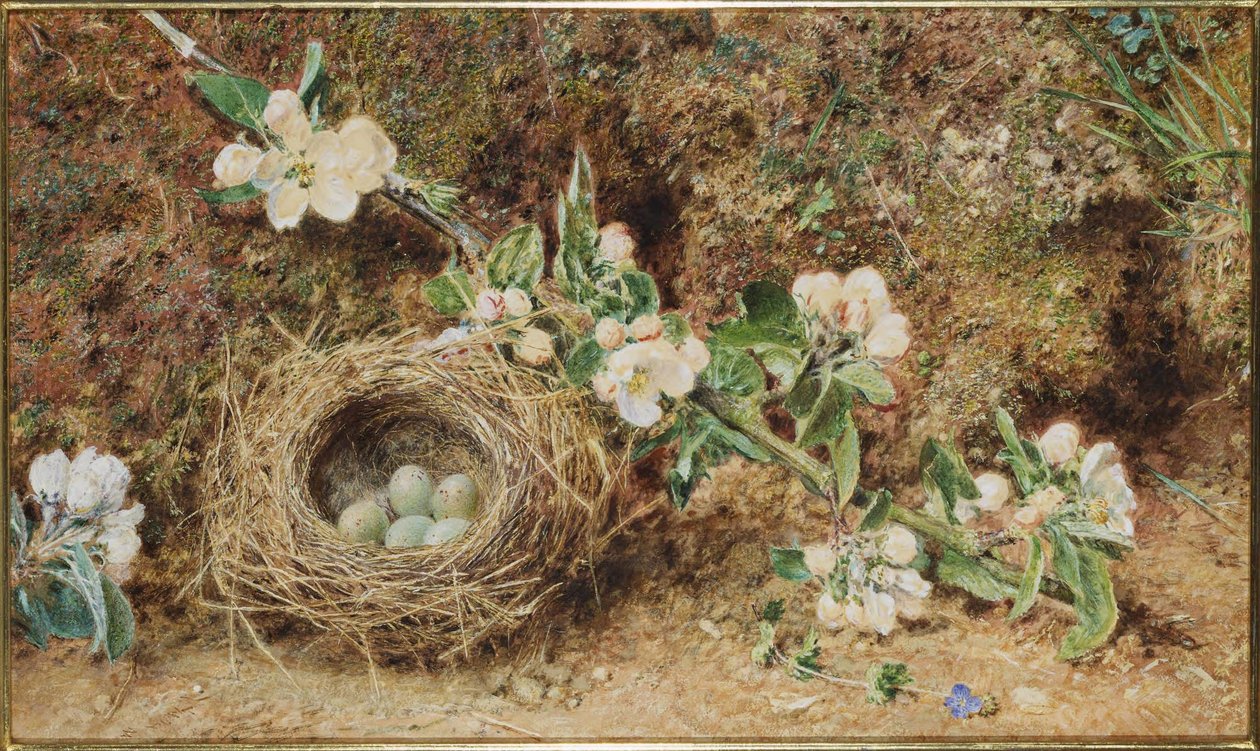 Fuglerede og blomst af William Henry Hunt