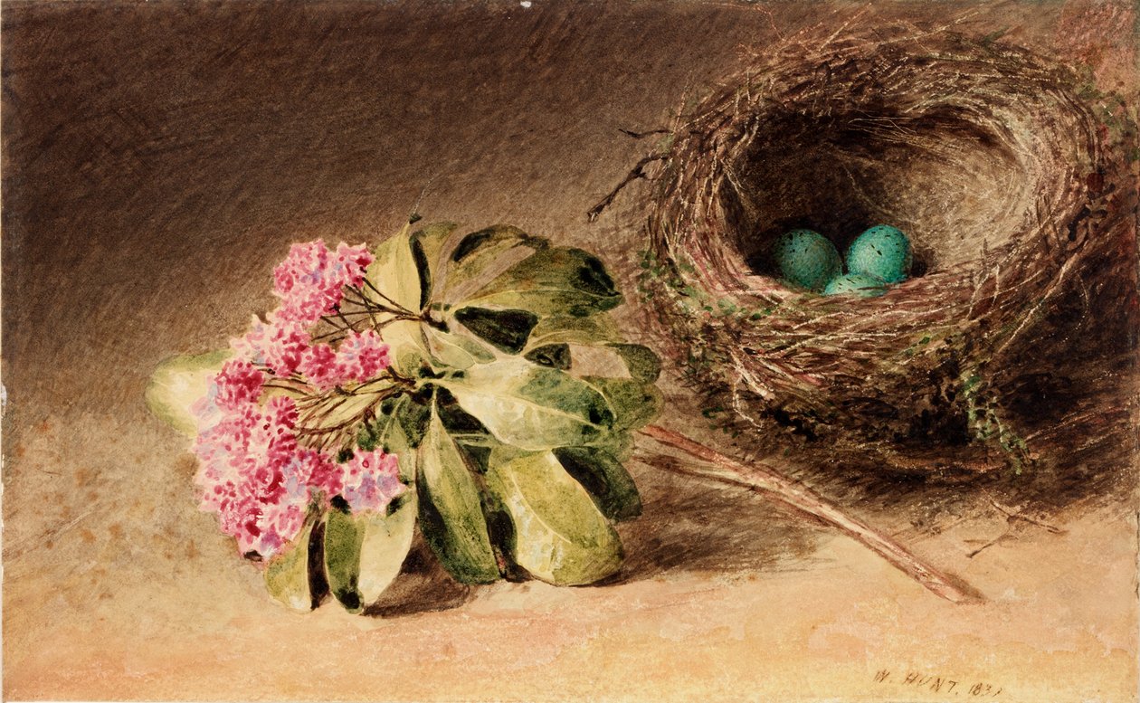 Fuglerede med blomst (kropsfarve) af William Henry Hunt