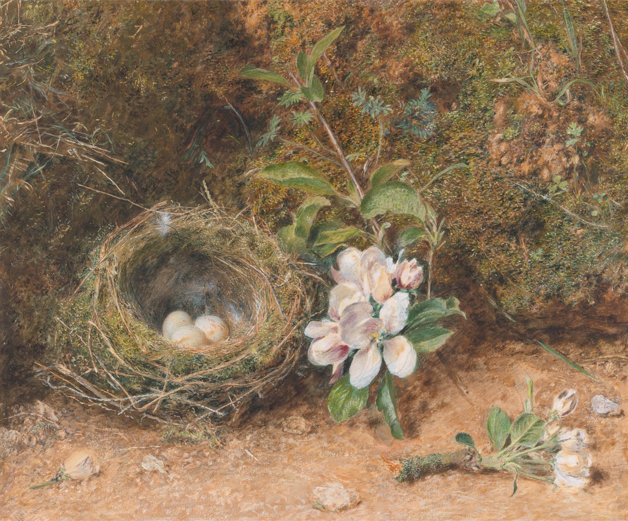 Fuglerede med sprays af æbleblomster af William Henry Hunt