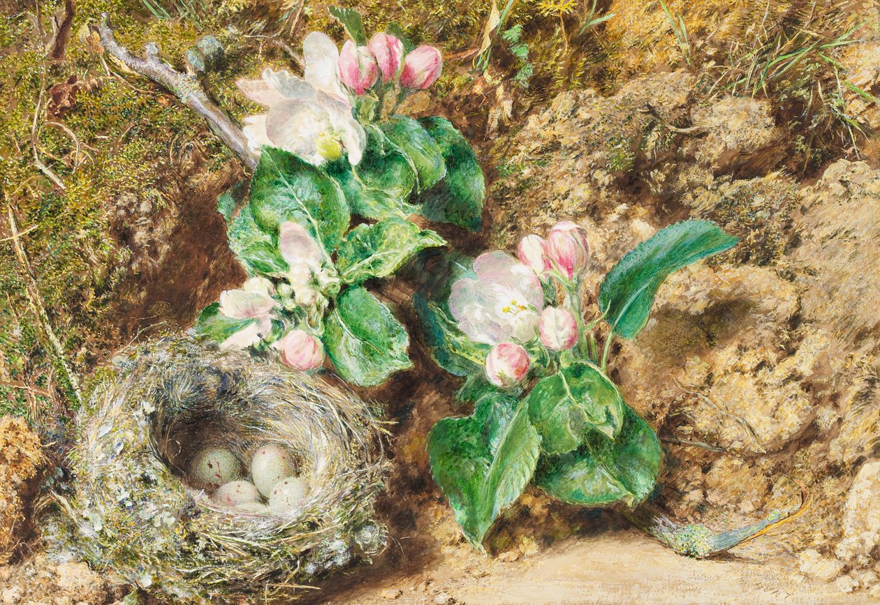Fuglerede og æbleblomst (wc på kort) af William Henry Hunt