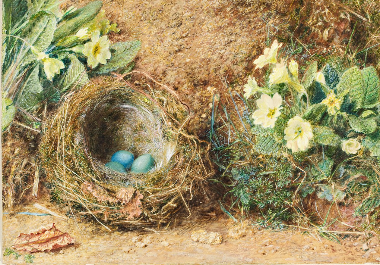 Fuglerede med tre blå æg og primula af William Henry Hunt