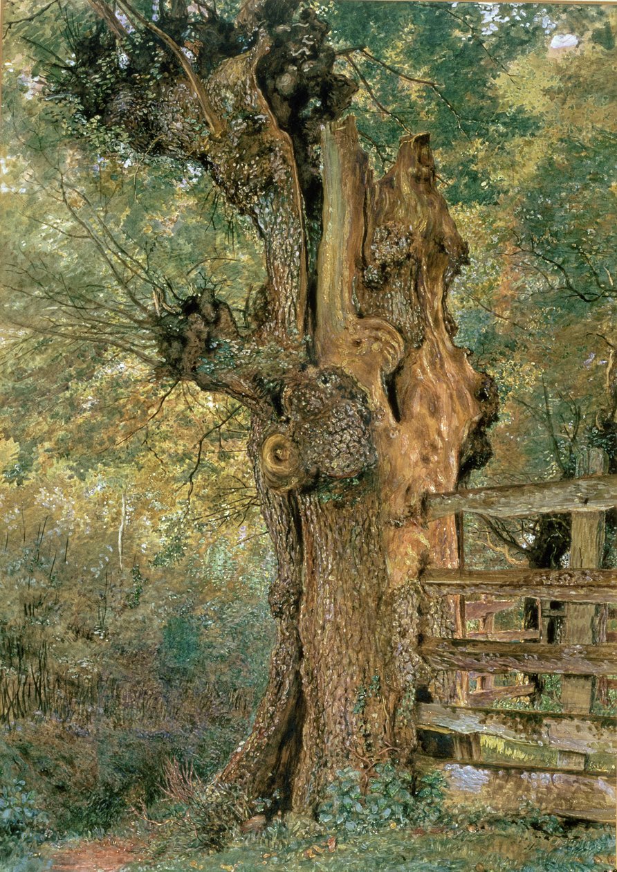 Pollard-elm i udkanten af landsbypundet af William Henry Hunt
