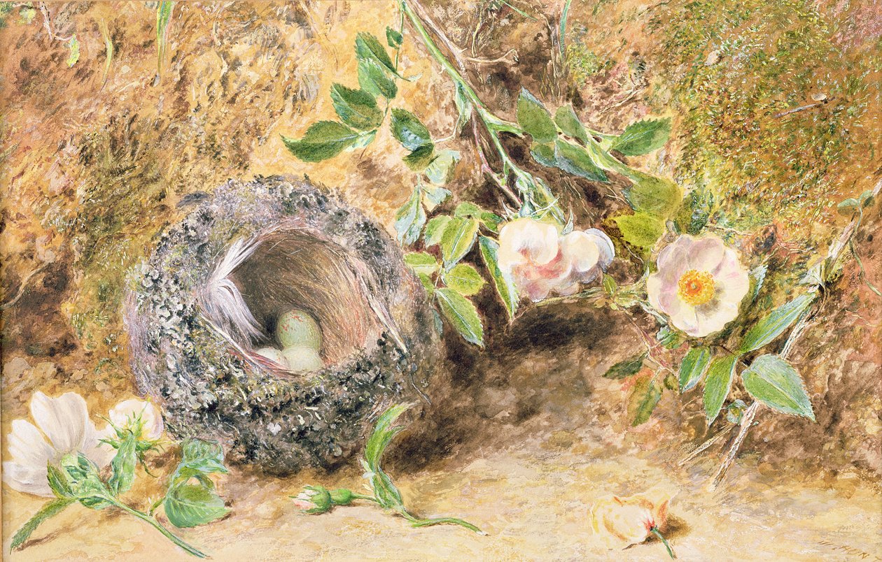 Stilleben med bogfinkereden af William Henry Hunt