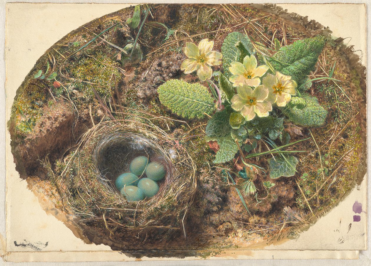 Lille fuglerede af William Henry Hunt