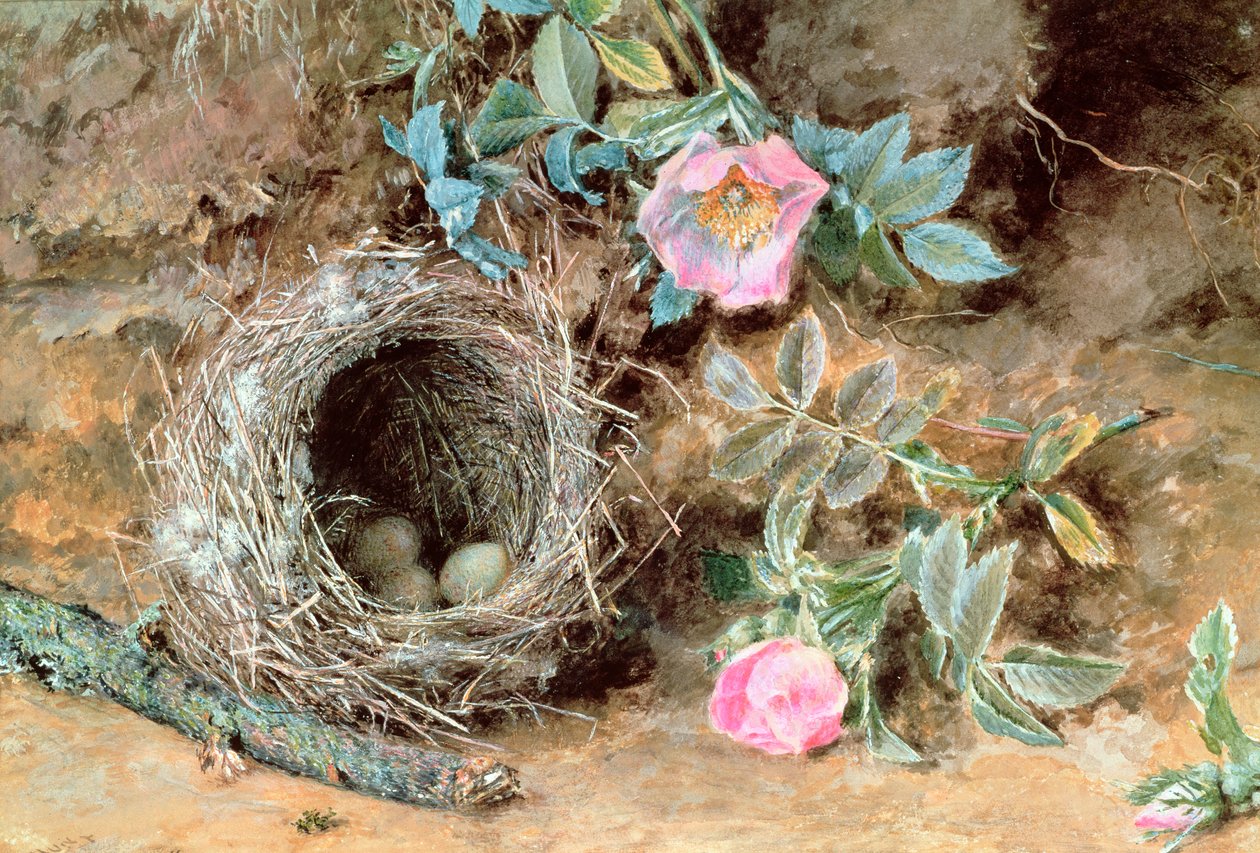 Vilde Roser og Fuglereder af William Henry Hunt