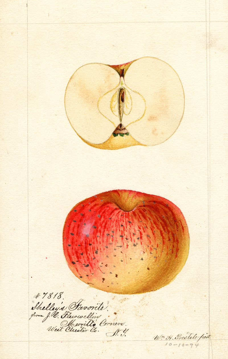 Shelleys yndlingsæbler (Malus domestica) (akvarel) af William Henry Prestele