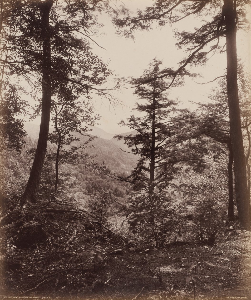 Udsigt over klippen, gennem træerne, ca. 1895 (foto) af William Herman Rau