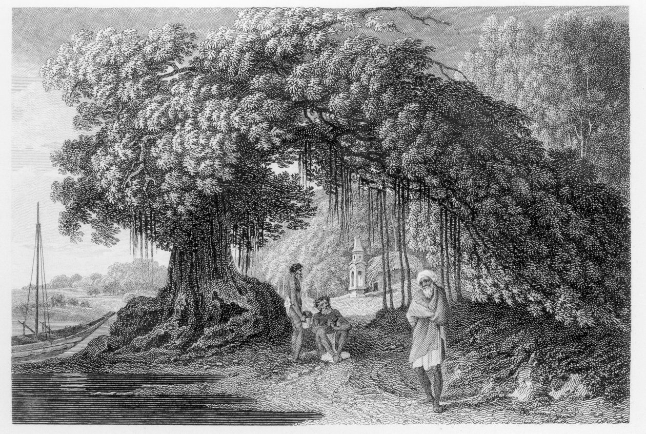 A Banyan Tree, fra 