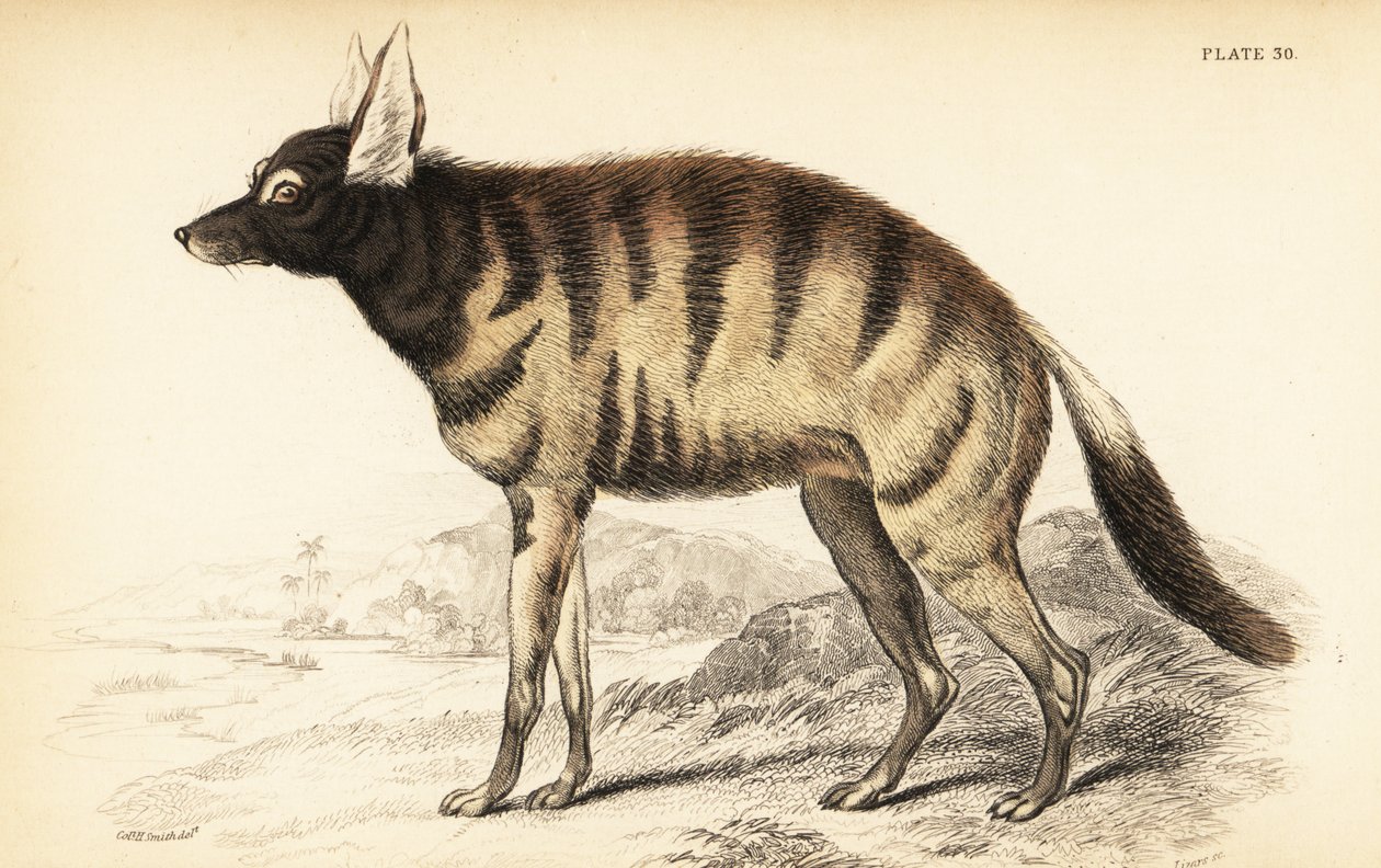Aardwolf, Proteles cristata (Proteles lalandii, Viverra hyaenoides) af William Home Lizars