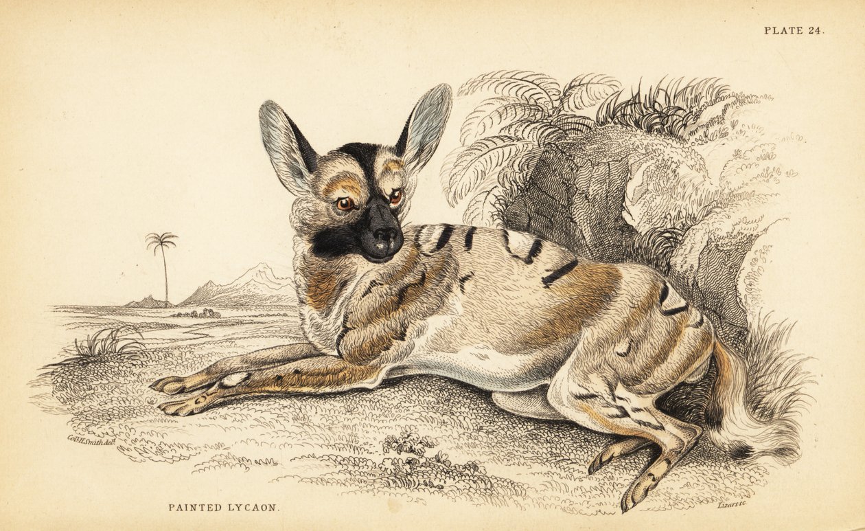 Afrikansk vildhund, Lycaon pictus, truet af William Home Lizars
