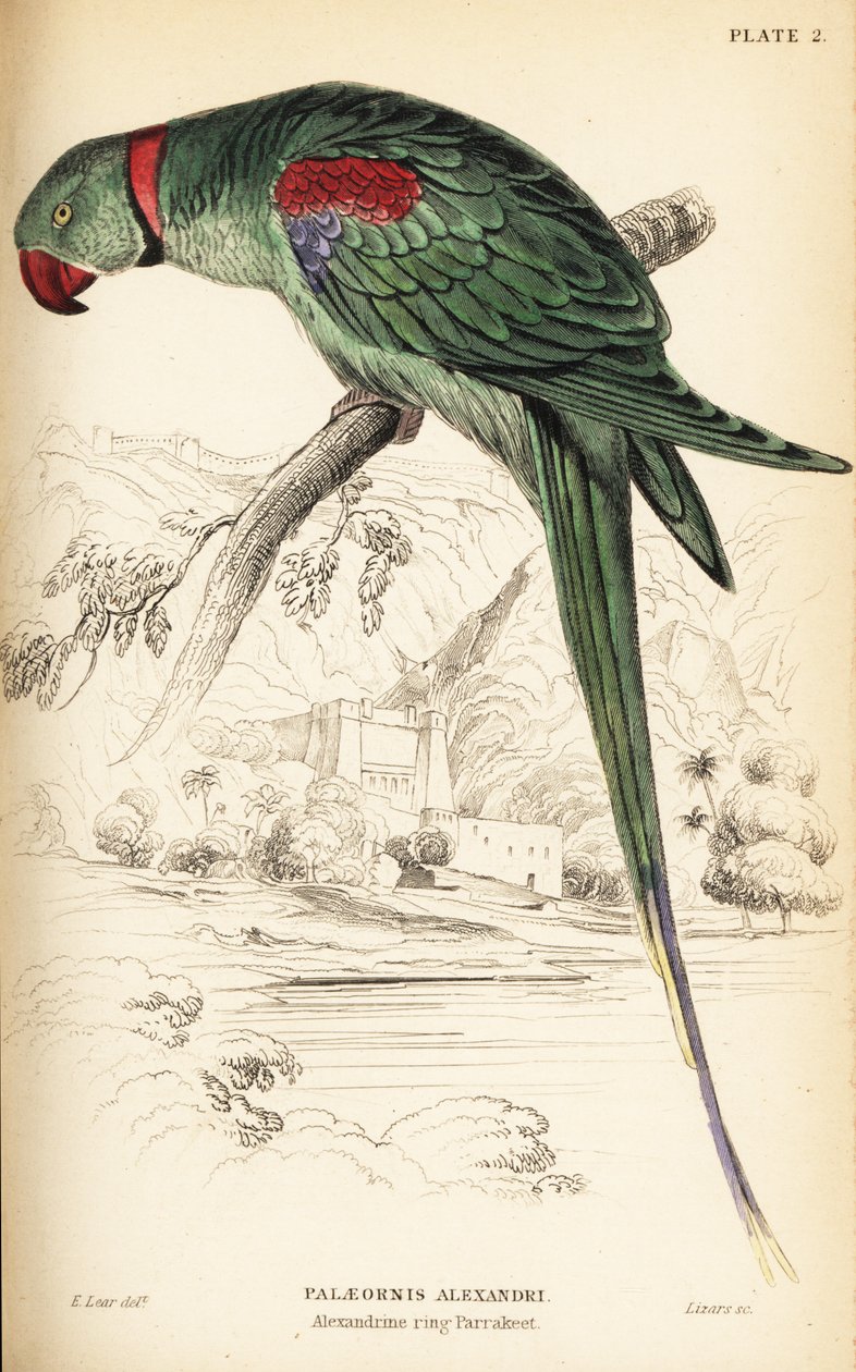 Alexandrine parakit eller Alexandrine papegøje, Psittacula eupatria af William Home Lizars