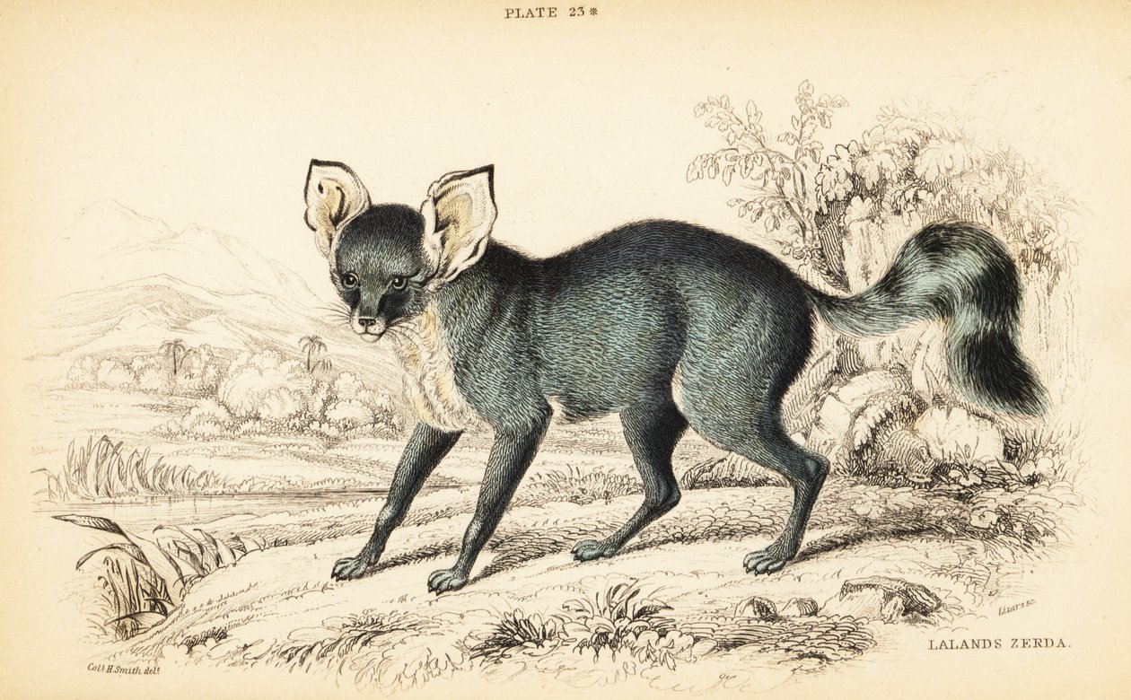 Flagermusøret ræv, Otocyon megalotis (Lalandes zerda, Agriodus auritus) af William Home Lizars
