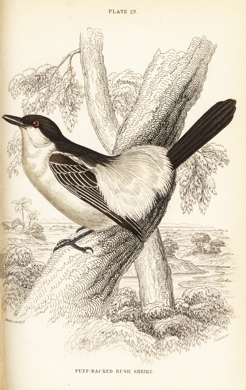 Sortrygget puffback, Dryoscopus cubla af William Home Lizars