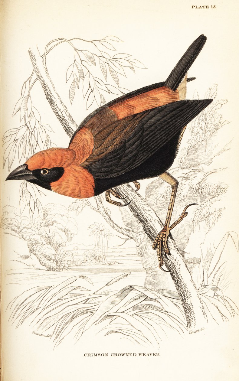 Sortvinget rød biskop, Euplectes hordeaceus (Crimson-kronet væver, Euplectes flammiceps) af William Home Lizars