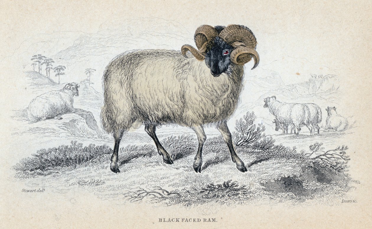 Black Faced Ram, midten af 1800-tallet af William Home Lizars
