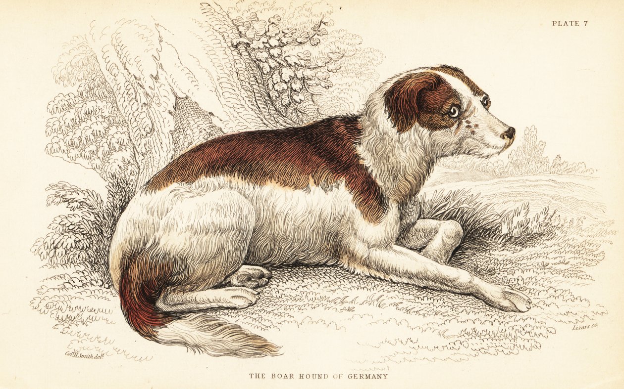 Tysk ornehund, Canis ulvefamilie (Canis sillus) af William Home Lizars