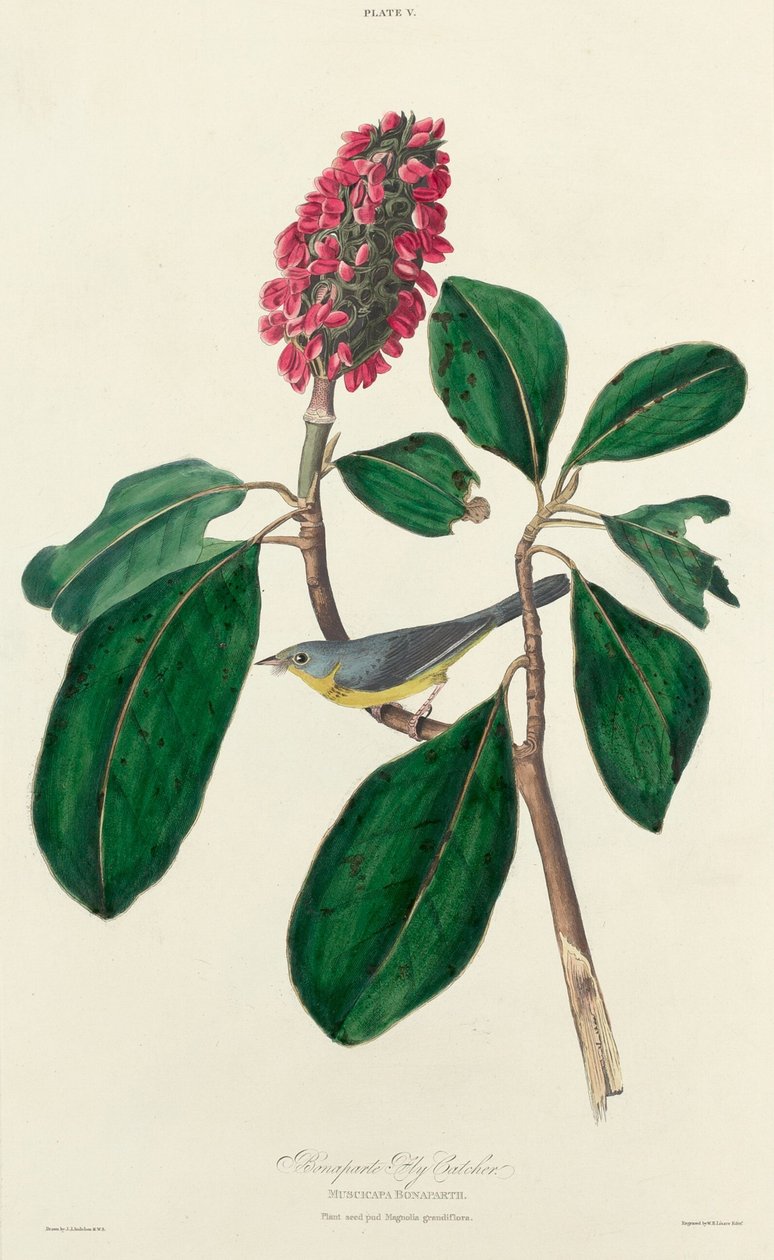 Bonaparte Fluefanger, 1827. af William Home Lizars