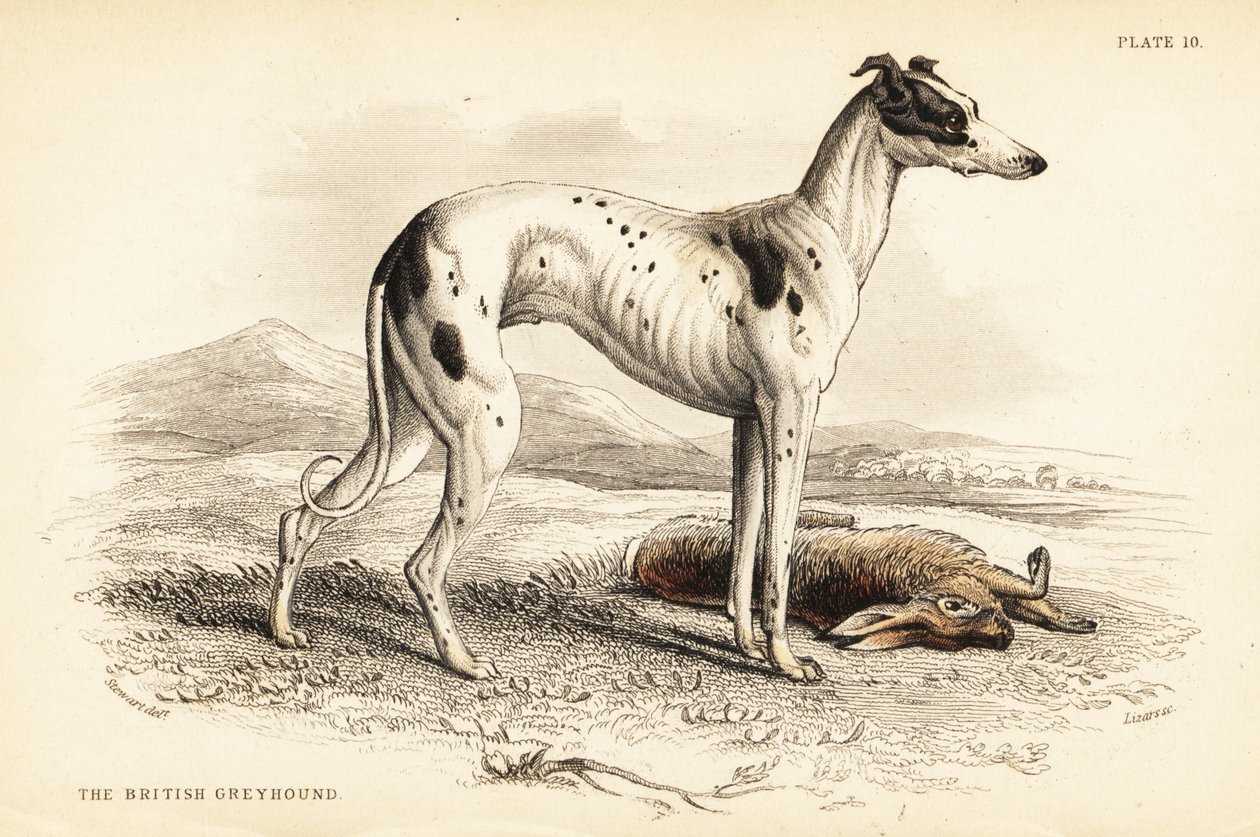 Britisk mynde, Canis leporarius af William Home Lizars